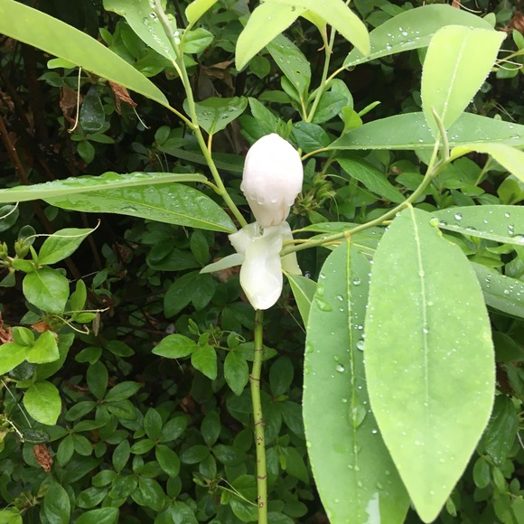 Meet your Posher, Doug - Picture 1 of 1